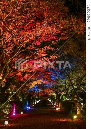 【滋賀・坂本】西教寺の参道通り抜けもみじのトンネル、彩り艶やかなライトアップが素敵でした 【滋賀・坂本】西教寺の参道通り抜けもみじのトンネル、彩り艶やかなライトアップが素敵でした 99090074