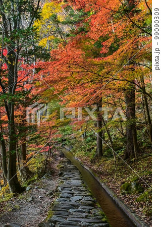 【岐阜】透明度の高い付知川や付知峡がエメラルドグリーンに輝きとても美しく心癒される、岩魚も美味しい 99090309