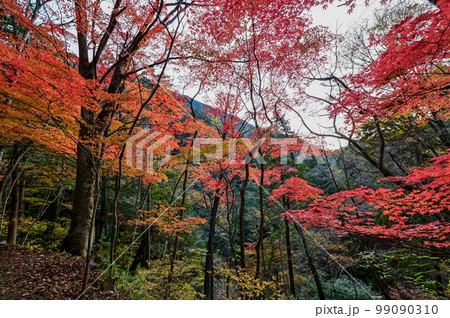 【岐阜】透明度の高い付知川や付知峡がエメラルドグリーンに輝きとても美しく心癒される、岩魚も美味しい 99090310