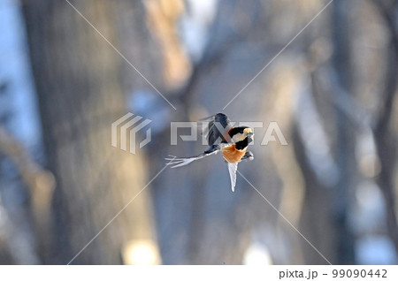 ヤマガラ 99090442