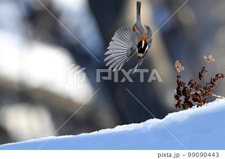 ヤマガラ 99090443