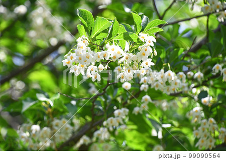 エゴノキの花 99090564