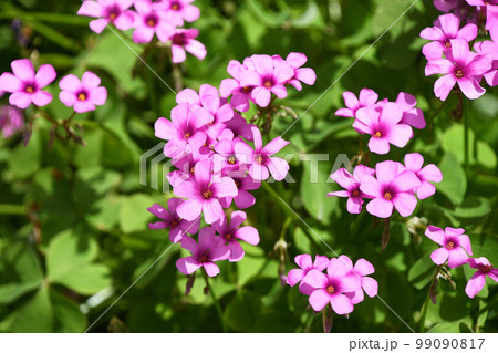 イモカタバミ（芋片喰） 99090817