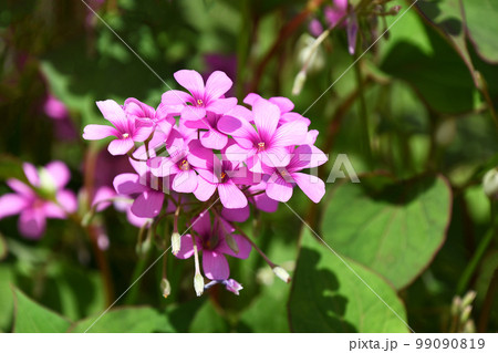 イモカタバミ（芋片喰） 99090819