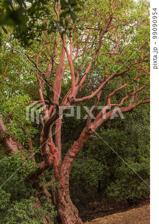 Trunk of arbutus tree with its peeling pink bark. Arbutus strawberry tree with no bark 99090954