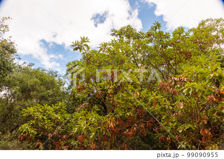 Trunk of arbutus tree with its peeling pink bark. Arbutus strawberry tree with no bark 99090955