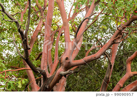 Trunk of arbutus tree with its peeling pink bark. Arbutus strawberry tree with no bark 99090957