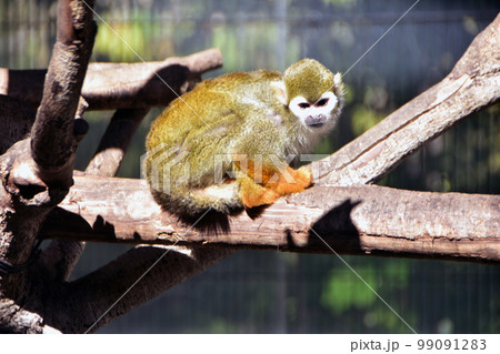 コモンリスザル コモンリスザル 99091283