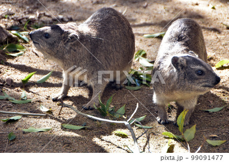 ケープハイラックス 99091477