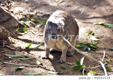 ケープハイラックス 99091478