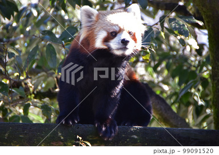 レッサーパンダ 99091520