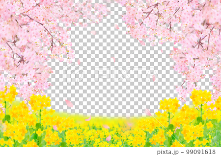 White background frame of spring cherry blossoms with beautiful and gorgeous petals scattered on the riverbed where rape blossoms bloom 99091618