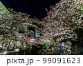 熱海のご当地桜『あたみ桜』のライトアップ（河津桜よりも早く咲く早咲きの桜） 99091623