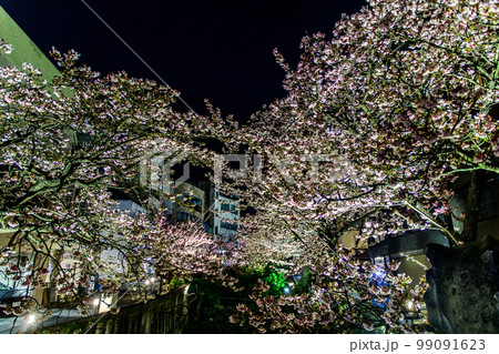 熱海のご当地桜『あたみ桜』のライトアップ（河津桜よりも早く咲く早咲きの桜） 99091623