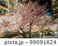 熱海のご当地桜『あたみ桜』のライトアップ（河津桜よりも早く咲く早咲きの桜） 99091624