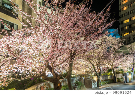 熱海のご当地桜『あたみ桜』のライトアップ(河津桜よりも早く咲く早咲きの桜) 熱海のご当地桜『あたみ桜』のライトアップ(河津桜よりも早く咲く早咲きの桜) 99091624