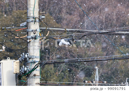 雪が降っている日の電柱と電線 99091791