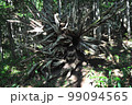 知床の森に横たわる倒木の根 99094565
