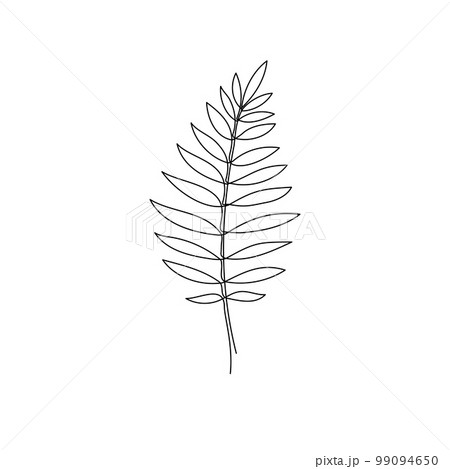 Line bay laurel leaf branch art. One continuous line art decorative bay laurel leaf draw. Editable stroke single branch element. Isolated Line bay laurel leaf branch art. One continuous line art decorative bay laurel leaf draw. Editable stroke single branch element. Isolated 99094650