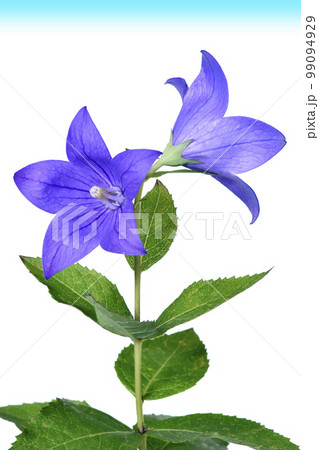 戦争と平和イメージ　戦争の足音が聞こえる 99094929