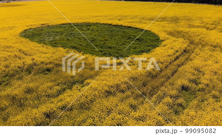 A wetland spot in a field of rapeseed. Drone view. 99095082