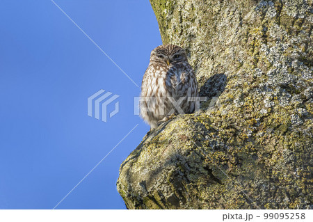 Little owl (Athene noctua) with a blue sky background 99095258