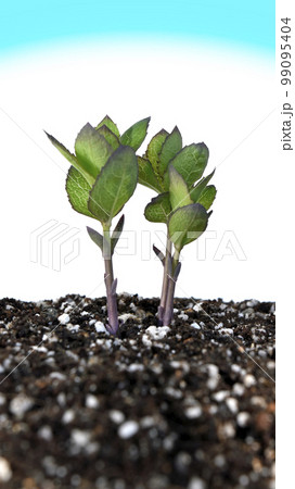 戦争と平和イメージ 戦争の足音が聞こえる 99095404