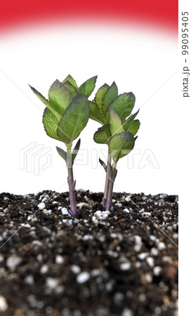 戦争と平和イメージ 戦争の足音が聞こえる 戦争と平和イメージ 戦争の足音が聞こえる 99095405