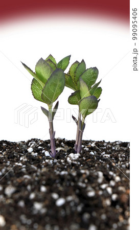 戦争と平和イメージ　軍拡競争にゴール無し 99095406