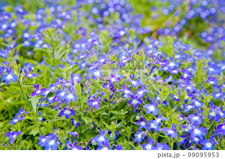 delicate blue flower 99095953