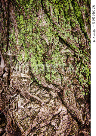 tree bark covered with moss 99096026