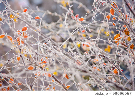winter mood winter mood 99096067