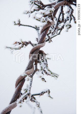 winter mood 99096139