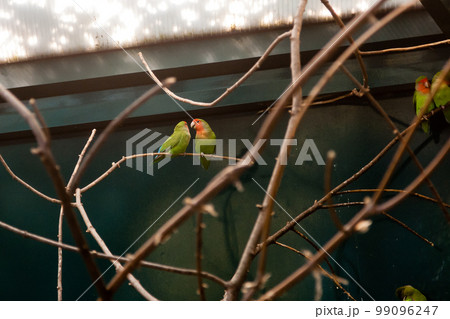 Couple in love close friends parrots sit on a close-up branch 99096247