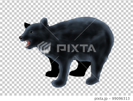 Illustration of a black bear Illustration of a black bear 99096313