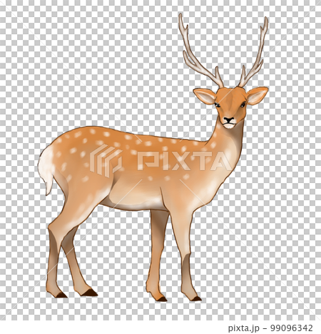 雄性梅花鹿的插圖 99096342