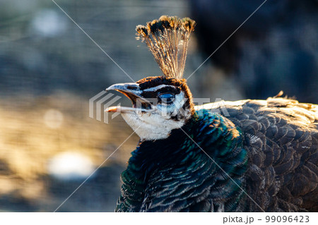 beautiful peacock head with a tuft 99096423