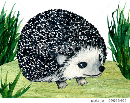Watercolor wild forest animals: hedgehog on forest lawn scene. Nature illustration for kids design. 99096493