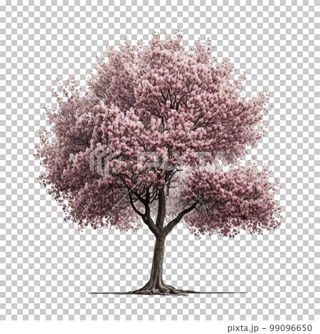 Cherry Blossom Tree Isolated. Illustration Generative AI 99096650