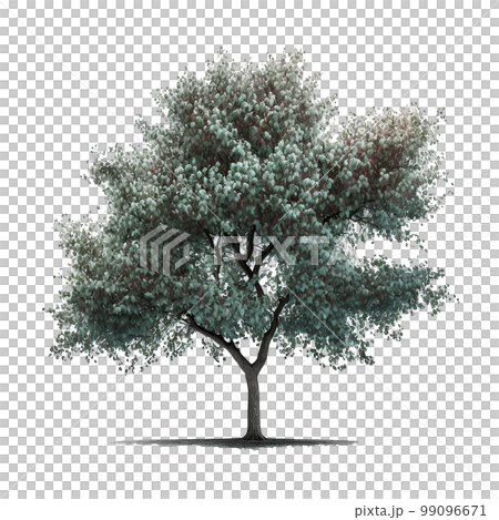 Cherry Blossom Tree Isolated. Illustration Generative AI 99096671