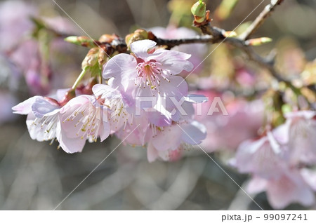 寒桜の花 99097241