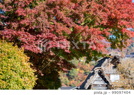 【白川郷】見頃の紅葉と合掌造りの村歩き 99097404