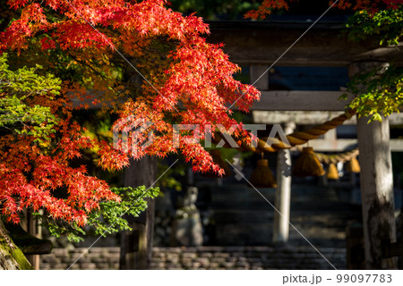【白川郷】見頃の紅葉と白川八幡神社 99097783