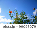 空とキバナコスモス 99098079