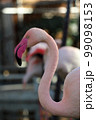 水が滴るフラミンゴ 99098153
