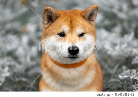 Sad shiba inu dog. Close up pet portrait at nature. 99098343
