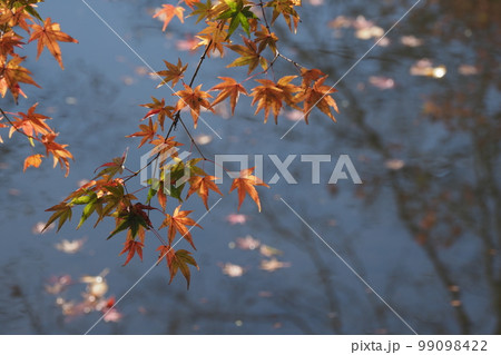 京都の紅葉 99098422