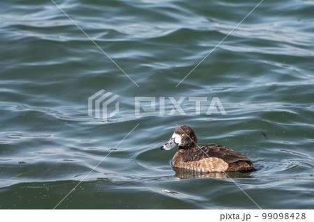 スズガモ(メス)滋賀県琵琶湖 スズガモ(メス)滋賀県琵琶湖 99098428