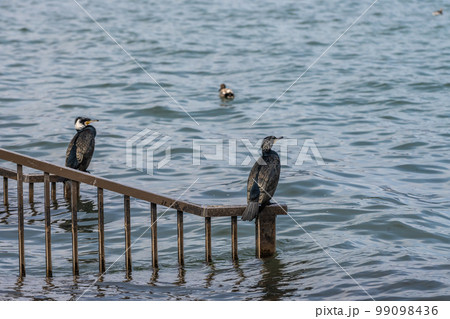 手すりの上に立つカワウ 手すりの上に立つカワウ 99098436