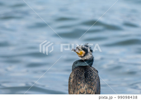 カワウ 99098438